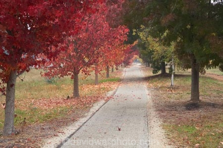 australasia;Australia;australian;autuminal;autumn;autumn-colour;autumn-colours;autumnal;autumninal;avenue;avenues;boulevard;boulevards;Bright;claret-ash;color;colors;colour;colours;cycle-trail;cycle-trails;cycleway;cycleways;deciduous;East-Victoria;eastern-Victoria;fall;fall-color;fall-colors;foliage;golden;leaf;leaves;liquid-amber;Murray-to-the-Mountains-Rail-Trail;rail-trail;rail-trails;season;seasonal;seasons;tourism;travel;tree;trees;VIC;Victoria