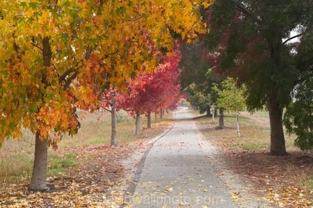 australasia;Australia;australian;autuminal;autumn;autumn-colour;autumn-colours;autumnal;autumninal;avenue;avenues;boulevard;boulevards;Bright;claret-ash;color;colors;colour;colours;cycle-trail;cycle-trails;cycleway;cycleways;deciduous;East-Victoria;eastern-Victoria;fall;fall-color;fall-colors;foliage;golden;leaf;leaves;liquid-amber;Murray-to-the-Mountains-Rail-Trail;rail-trail;rail-trails;season;seasonal;seasons;tourism;travel;tree;trees;VIC;Victoria;yellow