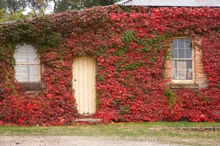 1877;accommodation;Australia;autuminal;autumn;autumn-colour;autumn-colours;autumnal;Beechworth;Black-Springs-Bakery;building;buildings;color;colors;colour;colours;deciduous;East-Victoria;eastern-Victoria;fall;heritage;Historic;historic-building;historic-buildings;historical;historical-building;historical-buildings;history;ivy;leaf;leaves;luxury-accommodation;old;red;red-ivy;season;seasonal;seasons;tradition;traditional;tree;trees;VIC;Victoria