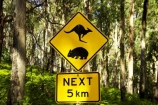 australasia;australia;australian;kangaroo;Kangaroo-Warning-Sign;kangaroos;Lasiorhinus-latrifrons;mount-buffalo-n.p.;mount-buffalo-national-park;mount-buffalo-np;mt-buffalo-n.p.;mt-buffalo-national-park;mt-buffalo-np;mt.-buffalo-n.p.;mt.-buffalo-national-park;mt.-buffalo-np;natural;nature;next-5-km;next-five-kilometres;Road;road-sign;road-signs;road_sign;road_signs;roads;roadsign;roadsigns;sign;signs;symbol;symbols;tranportation;transport;travel;victoria;warn;warning;wildlife;wombat;wombats;yellow-black