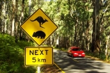 australasia;australia;australian;automobile;automobiles;bend;bends;car;cars;centre-line;centre-lines;centre_line;centre_lines;centreline;centrelines;corner;corners;driving;highway;highways;kangaroo;Kangaroo-Warning-Sign;kangaroos;Lasiorhinus-latrifrons;mount-buffalo-n.p.;mount-buffalo-national-park;mount-buffalo-np;mt-buffalo-n.p.;mt-buffalo-national-park;mt-buffalo-np;mt.-buffalo-n.p.;mt.-buffalo-national-park;mt.-buffalo-np;natural;nature;next-5-km;next-five-kilometres;open-road;open-roads;Road;road-sign;road-signs;road-trip;road_sign;road_signs;roads;roadsign;roadsigns;sign;signs;straight;symbol;symbols;tranportation;transport;transportation;travel;traveling;travelling;trip;trips;vehicle;vehicles;victoria;warn;warning;wildlife;wombat;wombats;yellow-black
