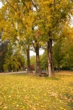 Australia;autuminal;autumn;autumn-colour;autumn-colours;autumnal;color;colors;colour;colours;deciduous;East-Victoria;Eastern-Victoria;fall;leaf;leaves;Mount-Beauty;Mt-Beauty;Mt.-Beauty;picnic-area;picnic-areas;picnic-table;picnic-tables;rest-area;rest-areas;season;seasonal;seasons;tree;trees;VIC;Victoria;yellow