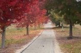 australasia;Australia;australian;autuminal;autumn;autumn-colour;autumn-colours;autumnal;autumninal;avenue;avenues;boulevard;boulevards;Bright;claret-ash;color;colors;colour;colours;cycle-trail;cycle-trails;cycleway;cycleways;deciduous;East-Victoria;eastern-Victoria;fall;fall-color;fall-colors;foliage;golden;leaf;leaves;liquid-amber;Murray-to-the-Mountains-Rail-Trail;rail-trail;rail-trails;season;seasonal;seasons;tourism;travel;tree;trees;VIC;Victoria
