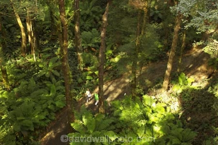 aerial-walkway;aerials-walkways;australasia;Australia;australian;bush;canopy;canopy-walk;eco-tourism;eco-tourist;eco-tourists;ecotourism;ecotourist;ecotourists;eucalyptis;eucalypts;fern;ferns;forest;forests;great-ocean-road;gum;gums;lush;luxuriant;native-bush;native-forest;native-forests;natural;nature;Otway-Fly;otway-range;Otway-Ranges;plant;plants;rain-forest;rain-forests;rain_forests;rainforest;rainforest-canopy;rainforest-walk;rainforests;tourism;tourist;tourists;track;tracks;travel;tree;Tree-Top-Walk;trees;vegetation;verdant;Victoria;walker;walkers;walkway;walkways