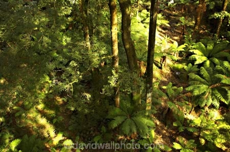 aerial-walkway;aerials-walkways;australasia;Australia;australian;bush;canopy;canopy-walk;eco-tourism;ecotourism;eucalyptis;eucalypts;fern;ferns;forest;forests;great-ocean-road;gum;gums;lush;luxuriant;native-bush;native-forest;native-forests;natural;nature;Otway-Fly;otway-range;Otway-Ranges;plant;plants;rain-forest;rain-forests;rain_forests;rainforest;rainforest-canopy;rainforest-walk;rainforests;tourism;travel;tree;Tree-Top-Walk;trees;vegetation;verdant;Victoria;walkway;walkways