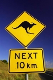 12-Apostles;australasia;Australia;australian;Great-Ocean-Road;kangaroo;Kangaroo-Warning-Sign;kangaroos;natural;nature;next-10-km;next-ten-km;Road;road-sign;road-signs;road_sign;road_signs;roads;roadsign;roadsigns;sign;signs;symbol;symbols;tranportation;transport;travel;Victoria;warn;warning;wildlife;yellow-black