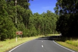 australasia;australasian;Australia;australian;beautiful;beauty;bend;bends;bush;cape-otway;centre-line;centre-lines;centre_line;centre_lines;centreline;centrelines;corner;corners;driving;endemic;eucalypt;eucalypts;eucalyptus;eucalytis;forest;forests;great-ocean-highway;Great-Ocean-Road;great-ocean-route;green;gum;gum-tree;gum-trees;gums;highway;highways;native;native-bush;natives;natural;nature;open-road;open-roads;road;road-trip;roads;scene;scenic;straight;transport;transportation;travel;traveling;travelling;tree;trees;trip;victoria;wood