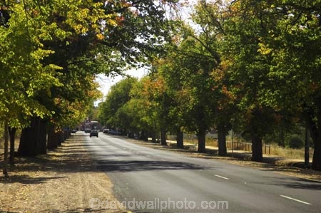 australasia;Australia;australian;avenue;avenues;country-town;country-towns;heritage;historic;historical;history;Maldon;national-trust;notable-town;old;rural-town;rural-towns;town;towns;tradition;traditional;tree;trees;Victoria