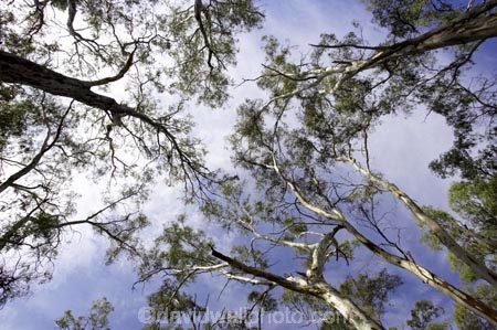 Australia;australian;barmah-state-forest;Barmah-State-Park;beautiful;beauty;bush;endemic;eucalypt;eucalypts;eucalyptus;eucalytis;forest;forests;green;gum;gum-tree;gum-trees;gums;native;native-bush;natives;natural;nature;red-gum;red-gums;scene;scenic;timber;tree;tree-trunk;tree-trunks;trees;trunk;trunks;Victoria;wood;woods