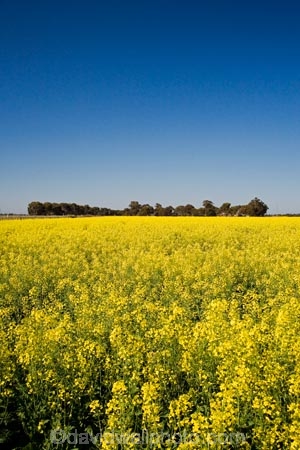 agricultural;agriculture;Australasian;Australia;Australian;Bendigo;blue;canola;color;colors;colour;colours;country;countryside;crop;crops;farm;farming;farmland;farms;field;fields;horticulture;paddock;paddocks;Rapeseed-Field;rural;Vic;Victoria;yellow