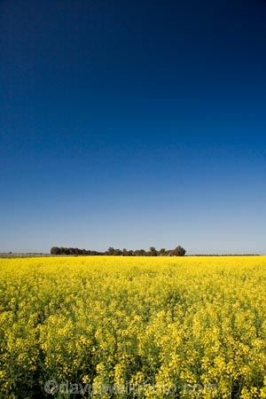 agricultural;agriculture;Australasian;Australia;Australian;Bendigo;blue;canola;color;colors;colour;colours;country;countryside;crop;crops;farm;farming;farmland;farms;field;fields;horticulture;paddock;paddocks;Rapeseed-Field;rural;Vic;Victoria;yellow