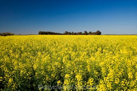 agricultural;agriculture;Australasian;Australia;Australian;Bendigo;blue;canola;color;colors;colour;colours;country;countryside;crop;crops;farm;farming;farmland;farms;field;fields;horticulture;paddock;paddocks;Rapeseed-Field;rural;Vic;Victoria;yellow
