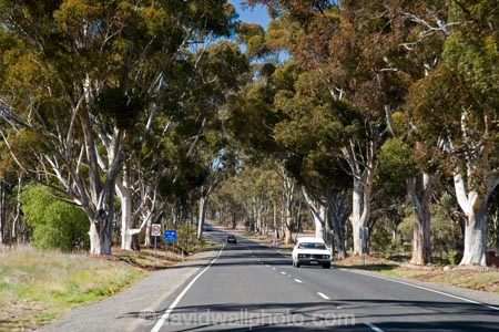 Australasian;Australia;Australian;Calder-Highway;centre-line;centre-lines;centre_line;centre_lines;centreline;centrelines;driving;eucalypt;eucalypts;eucalyptus;eucalytis;gum;gum-tree;gum-trees;gums;highway;highways;open-road;open-roads;road;road-trip;roads;transport;transportation;travel;traveling;travelling;tree;trees;trip;Vic;Victoria