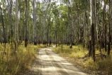 Australia;australian;barmah-state-forest;Barmah-State-Park;beautiful;beauty;bush;countryside;dusty;endemic;eucalypt;eucalypts;eucalyptus;eucalytis;forest;forests;gravel-road;gravel-roads;green;gum;gum-tree;gum-trees;gums;metal-road;metal-roads;metalled-road;metalled-roads;native;native-bush;natives;natural;nature;red-gum;red-gums;road;roads;rural;scene;scenic;timber;track;tracks;tree;tree-trunk;tree-trunks;trees;trunk;trunks;Victoria;wood;woods
