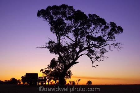 agricultural;agriculture;australasia;australia;australian;break-of-day;cart;carts;cartwheel;cartwheels;country;countryside;crop;crops;dawn;dawning;daybreak;dusk;eucalypt;eucalypts;eucalyptus;eucalytis;evening;farm;farming;farmland;farms;field;fields;first-light;gum;gum-tree;gum-trees;gums;heritage;historic;historical;history;horsham;horticulture;meadow;meadows;morning;mount-arapiles;mt-arapiles;mt.-arapiles;natimuk;nightfall;old;orange;paddock;paddocks;pasture;pastures;pony-cart;rural;sky;spoked-wheel;spoked-wheels;sunrise;sunrises;sunset;sunsets;sunup;tradition;traditional;tree;trees;twilight;victoria;waggon;waggons;wagon;wagon-wheel;wagon-wheels;wagons;wheel;wheels
