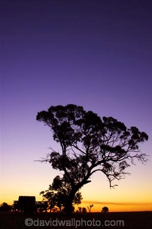 agricultural;agriculture;australasia;australia;australian;break-of-day;cart;carts;cartwheel;cartwheels;country;countryside;crop;crops;dawn;dawning;daybreak;dusk;eucalypt;eucalypts;eucalyptus;eucalytis;evening;farm;farming;farmland;farms;field;fields;first-light;gum;gum-tree;gum-trees;gums;heritage;historic;historical;history;horsham;horticulture;meadow;meadows;morning;mount-arapiles;mt-arapiles;mt.-arapiles;natimuk;nightfall;old;orange;paddock;paddocks;pasture;pastures;pony-cart;rural;sky;spoked-wheel;spoked-wheels;sunrise;sunrises;sunset;sunsets;sunup;tradition;traditional;tree;trees;twilight;victoria;waggon;waggons;wagon;wagon-wheel;wagon-wheels;wagons;wheel;wheels