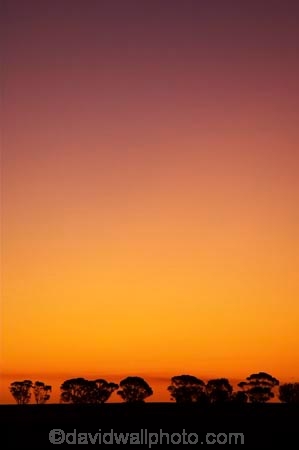agricultural;agriculture;australasia;australia;australian;break-of-day;country;countryside;crop;crops;dawn;dawning;daybreak;dusk;eucalypt;eucalypts;eucalyptus;eucalytis;evening;farm;farming;farmland;farms;field;fields;first-light;gum;gum-tree;gum-trees;gums;horsham;horticulture;meadow;meadows;morning;mount-arapiles;mt-arapiles;mt.-arapiles;natimuk;nightfall;orange;paddock;paddocks;pasture;pastures;rural;sky;sunrise;sunrises;sunset;sunsets;sunup;tree;trees;twilight;victoria