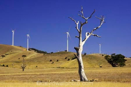 aerogenerator;aerogenerators;agricultural;agriculture;australasia;australia;australian;beaufort;country;countryside;dynamo;eucalypt;eucalypts;eucalyptus;eucalytis;farm;farming;farmland;farms;field;fields;generation;generators;gum;gum-tree;gum-trees;gums;meadow;meadows;paddock;paddocks;pasture;pastures;power-generation;power-generator;power-generators;rural;sustainable-energy;sustainable-generation;tree;trees;victoria;wind-energy;wind-farm;wind-farms;wind-generation;wind-generator;wind-generators;wind-turbine;wind-turbines;windmill;windmills