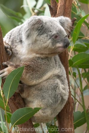 Animal;Animals;Australia;australian;climb;climbs;Close-up;Close_up;currumbin;currumbin-wildlife-sanctuary;eucalyptus;face;fur;furry;gold-coast;gum-tree;Koala;Koalas;Mammal;Mammals;Marsupial;Marsupials;Nature;Oceania;Phascolarctos;Phascolarctos-cinereus;queensland;tree;trees;Wild;Wildlife;zoo;Zoology