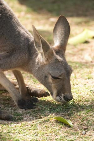 Animal;Animals;australasia;Australia;australian;austrlian;drink;drinking;drinks;eastern-gray-kangaroo;eastern-gray-kangaroos;gray-kangaroo;gray-kangaroos;Grey-Kangaroo;Grey-Kangaroos;Kangaroo;Kangaroos;Macropus-giganteus;Mammal;Mammals;Marsupial;Marsupials;Nature;skippy;Wild;Wildlife;Zoology