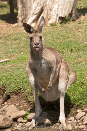 Animal;Animals;australasia;Australia;australian;austrlian;eastern-gray-kangaroo;eastern-gray-kangaroos;gray-kangaroo;gray-kangaroos;Grey-Kangaroo;Grey-Kangaroos;Kangaroo;Kangaroos;Macropus-giganteus;Mammal;Mammals;Marsupial;Marsupials;Nature;skippy;tongue;tongues;Wild;Wildlife;Zoology