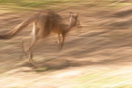 Animal;Animals;australasia;Australia;australian;austrlian;blur;blurred;blurry;eastern-gray-kangaroo;eastern-gray-kangaroos;gray-kangaroo;gray-kangaroos;Grey-Kangaroo;Grey-Kangaroos;jump;jumper;jumping;jumps;Kangaroo;Kangaroos;Macropus-giganteus;Mammal;Mammals;Marsupial;Marsupials;Nature;skippy;Wild;Wildlife;Zoology