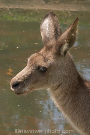 Animal;Animals;australasia;Australia;australian;austrlian;ear;ears;eastern-gray-kangaroo;eastern-gray-kangaroos;gray-kangaroo;gray-kangaroos;Grey-Kangaroo;Grey-Kangaroos;head;heads;Kangaroo;Kangaroos;Macropus-giganteus;Mammal;Mammals;Marsupial;Marsupials;Nature;portrait;portraits;skippy;Wild;Wildlife;Zoology