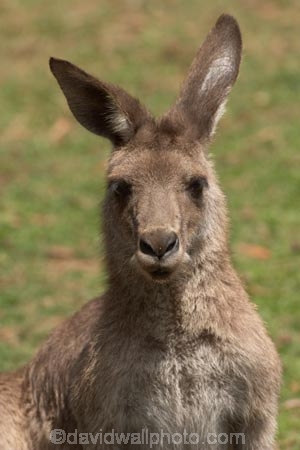 Animal;Animals;australasia;Australia;australian;austrlian;ear;ears;eastern-gray-kangaroo;eastern-gray-kangaroos;gray-kangaroo;gray-kangaroos;Grey-Kangaroo;Grey-Kangaroos;head;heads;Kangaroo;Kangaroos;Macropus-giganteus;Mammal;Mammals;Marsupial;Marsupials;Nature;portrait;portraits;skippy;Wild;Wildlife;Zoology
