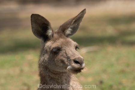 Animal;Animals;australasia;Australia;australian;austrlian;eastern-gray-kangaroo;eastern-gray-kangaroos;gray-kangaroo;gray-kangaroos;Grey-Kangaroo;Grey-Kangaroos;Kangaroo;Kangaroos;Macropus-giganteus;Mammal;Mammals;Marsupial;Marsupials;Nature;Wild;Wildlife;Zoology;skippy