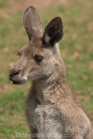 Animal;Animals;australasia;Australia;australian;austrlian;ear;ears;eastern-gray-kangaroo;eastern-gray-kangaroos;gray-kangaroo;gray-kangaroos;Grey-Kangaroo;Grey-Kangaroos;head;heads;Kangaroo;Kangaroos;Macropus-giganteus;Mammal;Mammals;Marsupial;Marsupials;Nature;portrait;portraits;skippy;Wild;Wildlife;Zoology