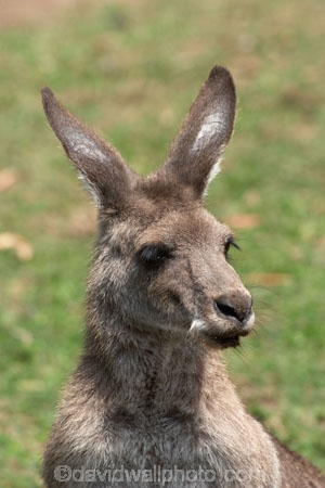 Animal;Animals;australasia;Australia;australian;austrlian;ear;ears;eastern-gray-kangaroo;eastern-gray-kangaroos;gray-kangaroo;gray-kangaroos;Grey-Kangaroo;Grey-Kangaroos;head;heads;Kangaroo;Kangaroos;Macropus-giganteus;Mammal;Mammals;Marsupial;Marsupials;Nature;portrait;portraits;skippy;Wild;Wildlife;Zoology