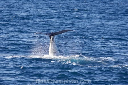 Animal;Animals;australia;australian;Cetacean;Cetaceans;Coast;dive;hervey-bay;humpback;Humpback-Whale;humpbacks;Marine-life;Marine-mammal;Marine-mammals;Megaptera-novaeangliae;Nature;ocean;oceans;pacific-ocean;Power;queensland;Sea;Sea-mammal;Sea-mammals;seas;splash;splashes;splashing;Tail;Tails;tasman-sea;Water;Whale;Whales