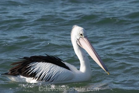 Animal;Animals;Aquatic-bird;Aquatic-birds;Australia;australian;Australian-pelican;beak;bill;bird;birds;Marine-bird;Marine-birds;Nature;New-South-Wales;Oceania;ornithology;Pelecanus-conspicillatus;Pelican;Pelicans;queensland;tweed-heads;unusual;water;Web_footed;Wild;Wildlife;Zoology