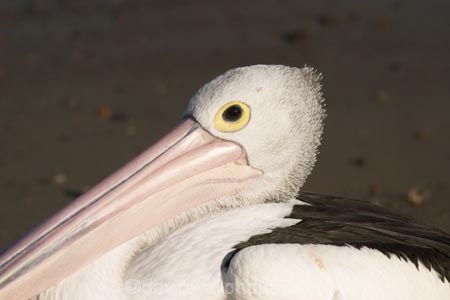 Animal;Animals;Aquatic-bird;Aquatic-birds;Australia;australian;Australian-pelican;beak;bill;bird;birds;Marine-bird;Marine-birds;Nature;New-South-Wales;Oceania;ornithology;Pelecanus-conspicillatus;Pelican;Pelicans;queensland;tweed-heads;unusual;water;Web_footed;Wild;Wildlife;Zoology