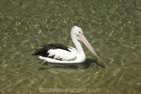 Animal;Animals;Aquatic-bird;Aquatic-birds;Australia;australian;Australian-pelican;beak;bill;bird;birds;Marine-bird;Marine-birds;Nature;New-South-Wales;Oceania;ornithology;Pelecanus-conspicillatus;Pelican;Pelicans;queensland;tweed-heads;unusual;water;Web_footed;Wild;Wildlife;Zoology