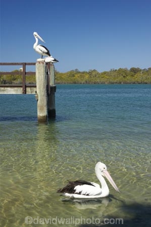 Animal;Animals;Aquatic-bird;Aquatic-birds;Australia;australian;Australian-pelican;beak;bill;bird;birds;Marine-bird;Marine-birds;Nature;New-South-Wales;Oceania;ornithology;Pelecanus-conspicillatus;Pelican;Pelicans;queensland;tweed-heads;unusual;water;Web_footed;Wild;Wildlife;Zoology
