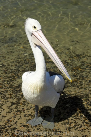 Animal;Animals;Aquatic-bird;Aquatic-birds;Australia;australian;Australian-pelican;beak;bill;bird;birds;Marine-bird;Marine-birds;Nature;New-South-Wales;Oceania;ornithology;Pelecanus-conspicillatus;Pelican;Pelicans;queensland;tweed-heads;unusual;water;Web_footed;Wild;Wildlife;Zoology