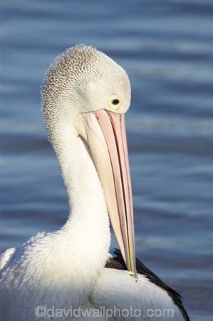 Animal;Animals;Aquatic-bird;Aquatic-birds;Australia;australian;Australian-pelican;beak;bill;bird;birds;Marine-bird;Marine-birds;Nature;New-South-Wales;Oceania;ornithology;Pelecanus-conspicillatus;Pelican;Pelicans;queensland;tweed-heads;unusual;water;Web_footed;Wild;Wildlife;Zoology