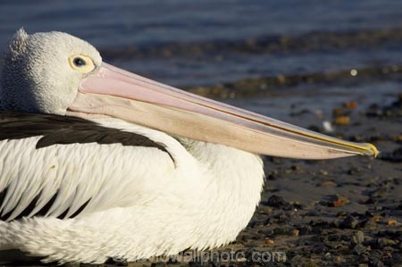 Animal;Animals;Aquatic-bird;Aquatic-birds;Australia;australian;Australian-pelican;beak;bill;bird;birds;Marine-bird;Marine-birds;Nature;New-South-Wales;Oceania;ornithology;Pelecanus-conspicillatus;Pelican;Pelicans;queensland;tweed-heads;unusual;water;Web_footed;Wild;Wildlife;Zoology