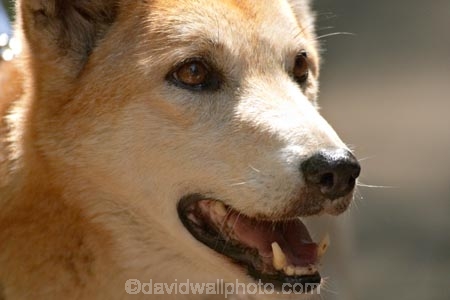 Animal;Animals;Australia;australian;Canid;Canids;Canine;Canines;Canis-familiaris-dingo;Dingo;dog;Mammal;Mammals;Nature;queensland;Wild;Wildlife;Zoology