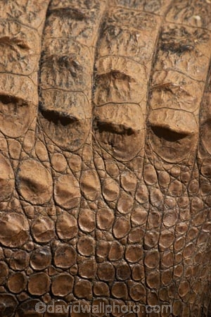 australia;australian;Close-Up;close-ups;close_up;close_ups;Crocodile;crocodiles;detail;details;nature;pattern;patterns;queensland;Reptile;reptiles;scale;scales;skin;wild;Wildlife