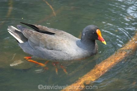 Animal;animals;australia;australian;Avian;Beak;Bird;birds;Close-up;currumbin;Dusky-Moorhen;Fauna;Feather;Gallinula-tenebrosa;Habitat;moorhen;moorhens;Natural;Nature;Oceania;Ornithology;Oz;Perch;Perching;Plumage;Portrait;queensland;swamp-hen;swamphen;wild;Wildlife;Wing