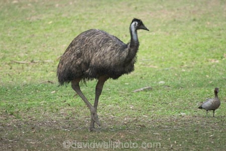 Animal;animals;australia;australian;Avian;Beak;Bird;Close-up;currumbin;Dromaius-novaehollandiae;Emu;emus;Fauna;Feather;Habitat;Natural;Nature;Oceania;Ornithology;Oz;Perch;Perching;Plumage;Portrait;queensland;wild;Wildlife;Wing