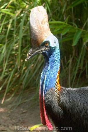 Animal;animals;australia;australian;Avian;Beak;Bird;Casuarius-casuarius-johnsonii;Close-up;currumbin;endangered;Fauna;Feather;Habitat;Natural;Nature;Oceania;Ornithology;Oz;Plumage;Portrait;queensland;Southern-Cassowaries;Southern-Cassowary;Southern-Cassowarys;unusual;wild;Wildlife;Wing