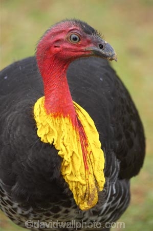 scrub-turkey;brush_turkey;indigenous;megapode;wild-turkey;Animal;animals;australia;australian;Avian;Beak;Bird;Close-up;currumbin;Fauna;Feather;Habitat;Natural;Nature;Oceania;Ornithology;Oz;Plumage;Portrait;queensland;unusual;wild;Wildlife;Wing;Australian-Brush_turkey;Alectura-lathami