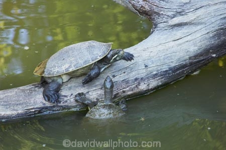 Animal;Animals;Turtle;turtles;Reptile;Reptiles;Zoology;wildlife;australia;australian;freshwater-turtles;freshwater-turtle