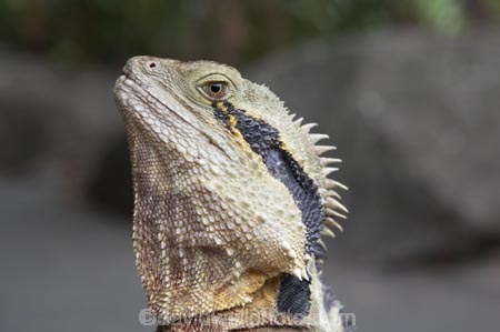 animal;animals;close-up;close_up;creature;Eastern-Water-Dragon;eastern-water-dragons;herpetoculture;herpetoid;herpetologist;herpetology;herpeton;lizard;Physignathus-lesueurii;Physignathus-lesueurii-lesueuri;reptile;reptiles;reptilian;scale;skin;texture;tropical;vertebrate;water-dragon