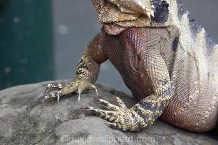 animal;animals;claw;claws;close-up;close_up;creature;detail;Eastern-Water-Dragon;eastern-water-dragons;herpetoculture;herpetoid;herpetologist;herpetology;herpeton;leg;legs;lizard;Physignathus-lesueurii;Physignathus-lesueurii-lesueuri;reptile;reptiles;reptilian;scale;skin;texture;tropical;vertebrate;water-dragon