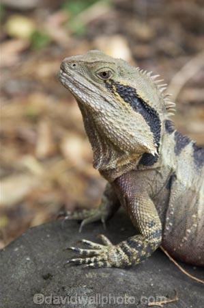 animal;animals;close-up;close_up;creature;Eastern-Water-Dragon;eastern-water-dragons;herpetoculture;herpetoid;herpetologist;herpetology;herpeton;lizard;Physignathus-lesueurii;Physignathus-lesueurii-lesueuri;reptile;reptiles;reptilian;scale;skin;texture;tropical;vertebrate;water-dragon
