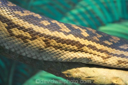 Animal;Animals;australia;australian;Dangerous;Nature;pattern;patterns;Predator;Predators;queensland;Reptile;Reptiles;scale;scales;Snake;Snakes;Wild;Wildlife;Zoology